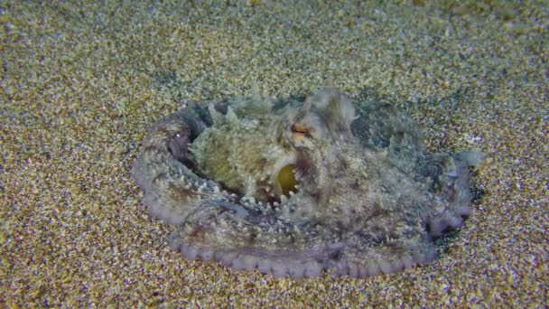 Octopus op de zandbodem. — Stockvideo