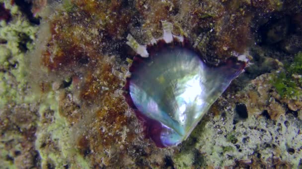 Ostra de perla de concha abierta sobre fondo marino de piedra. — Vídeo de stock