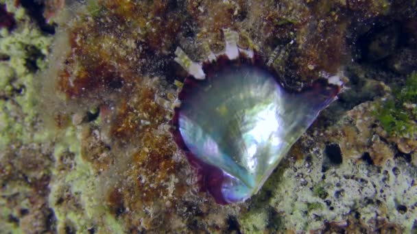 Conchiglia aperta ostrica di perle su fondale di pietra. — Video Stock