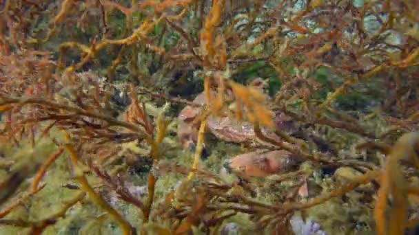 Cangrejo Lessepsiano Mediterráneo entre algas pardas. — Vídeos de Stock