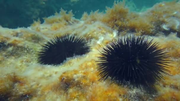 Dos erizos de mar en el fondo cubierto de algas. — Vídeos de Stock