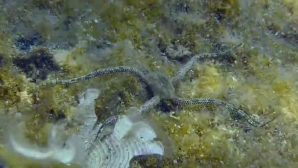 Brittle Star на морському дні. — стокове відео