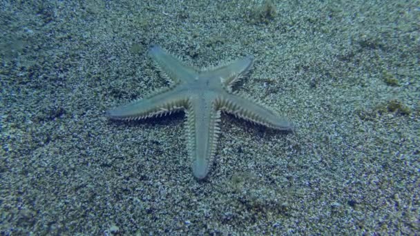 Peixe-estrela arenoso num leito marinho arenoso. — Vídeo de Stock