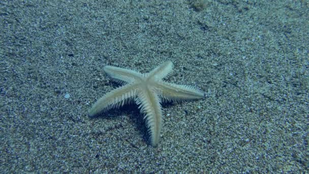 Estrella de mar de arena gira sobre un fondo arenoso. — Vídeos de Stock