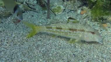 Bazı balık türleriyle işbirliği.