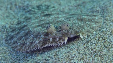 Kumlu dipte Büyük Gözlü Boğa.