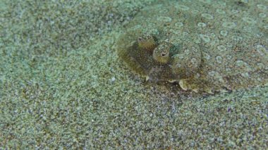 Geniş gözlü boğa kumlu zeminde.