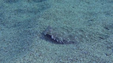 Geniş gözlü boğa kumlu zeminde.