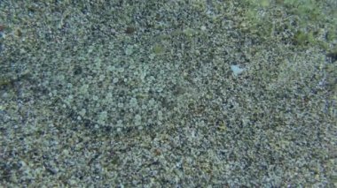 Kumlu deniz tabanında Büyük Gözlü Boğa.