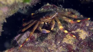 Kayalık zeminde yengeç.