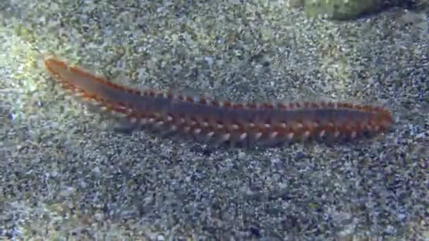 Vousatý ohnivý červ se plazí na mořském dně. — Stock video