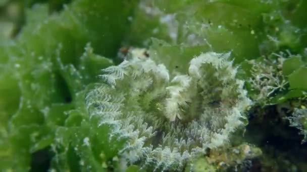 Peacock feather duster worm on the seabed. — Stock Video