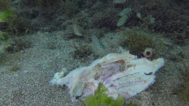Ein Schwarm Meerbrassen frisst tote Fische. — Stockvideo