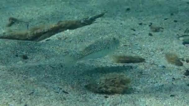 Yellowspotted Puffer on the sandy seabed. — Stock Video