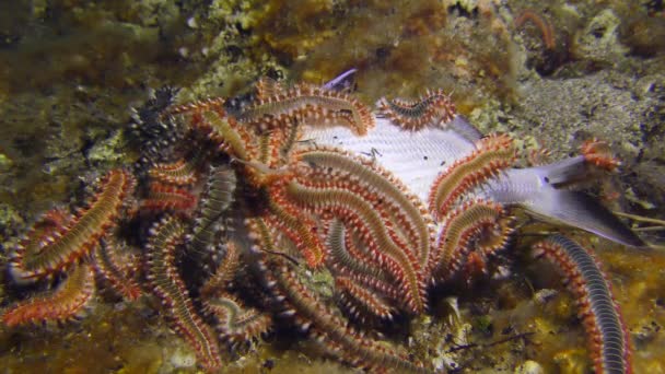 Beberapa Fireworm makan ikan mati di dasar laut. — Stok Video