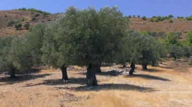 Bir dağ manzarasının arka planında zeytin koruluğu. Avrupa, Yunanistan.