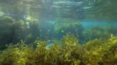 Arka planda sayısız balığın olduğu kayalık sualtı manzarası.