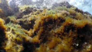 Kırık bir dalganın arka planına karşı yosun örtüsü (littoral bölge).