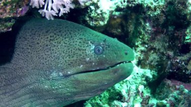 Deniz tabanında tropikal moray.