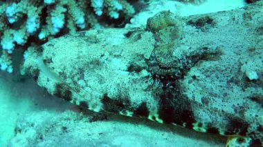 Madagaskar düz kafalı, kumlu zeminde, yakın plan..