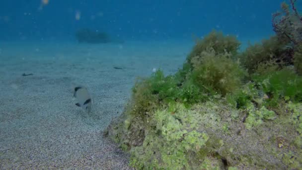 Скеля в мілководді вкрита зеленими і коричневими водоростями . — стокове відео