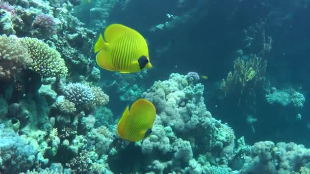 Bir çift parlak sarı kelebek balığı mercan resifinin arka planında. — Stok video