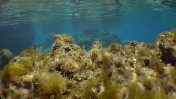 Schöne Unterwasserlandschaft: Braunalgenbüsche wiegen sich im Licht der Sonnenstrahlen. — Stockvideo