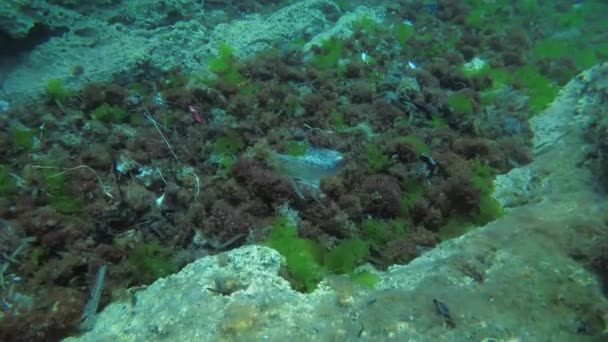 Contaminación del mar: botellas y bolsas de plástico debido a las corrientes marinas se recogen en montones en el fondo del mar. — Vídeos de Stock