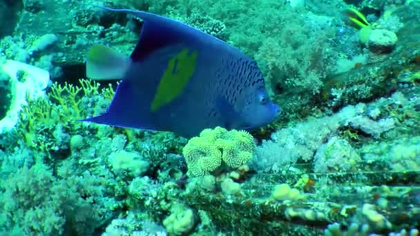 Gulstjärtsangelfisk på bakgrunden av ett korallrev. — Stockvideo