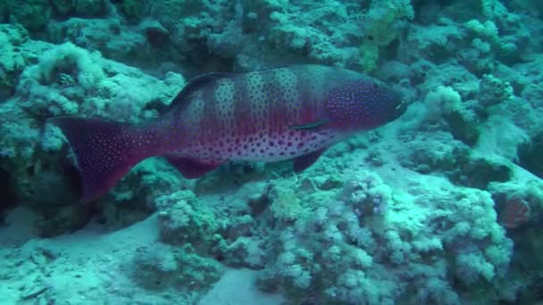 Massive Leopard Grouper on the background of a coral reef. — Stock Video