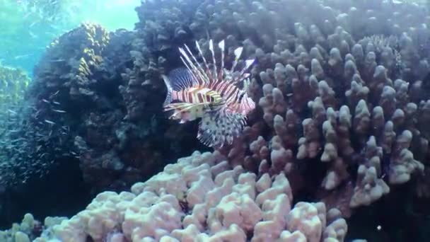 Caza común de pez león cerca del arrecife de coral. — Vídeo de stock