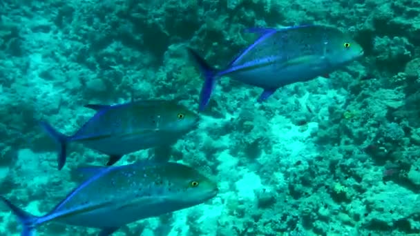 Blauflossen schwimmt in der Wassersäule. — Stockvideo