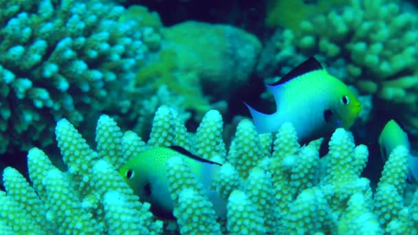 Manada de dascyllus con bordes negros sobre un arbusto de coral. — Vídeos de Stock