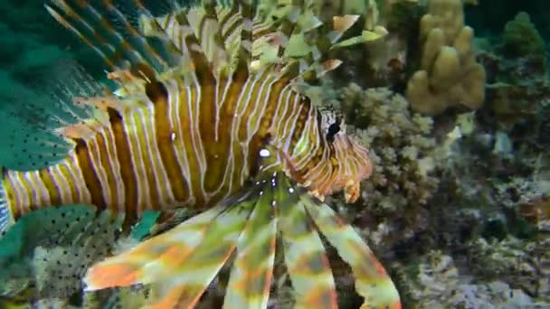 Red lionfish hunting near coral reef. — Stock Video