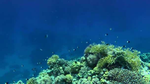 Carne de damisela bicolor por encima del arrecife de coral. — Vídeos de Stock