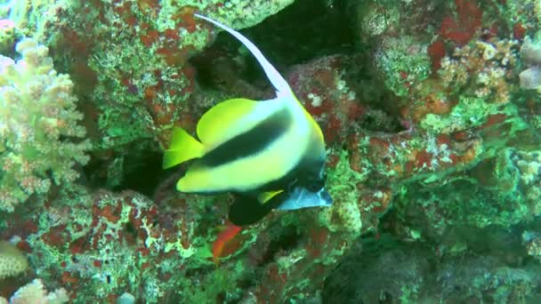 Vörös-tengeri bannerfish hátterében korallzátony. — Stock videók
