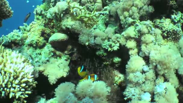 Sepasang anemon Twoband dekat anemon laut mereka. — Stok Video