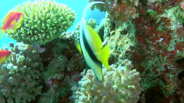 Рыбы-знаменосцы на фоне кораллового рифа. — стоковое видео