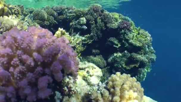 Ljusfärgad Klunzinger s wrasse på bakgrunden av ett korallrev. — Stockvideo