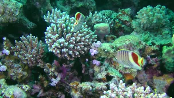 Ένα ζευγάρι Ερυθραίων Butterflyfish ψάχνει για τροφή. — Αρχείο Βίντεο