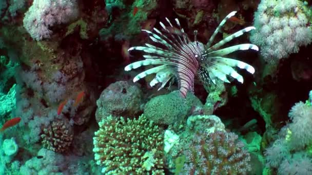 Mercan resifinin arka planında ortak aslan balığı. — Stok video