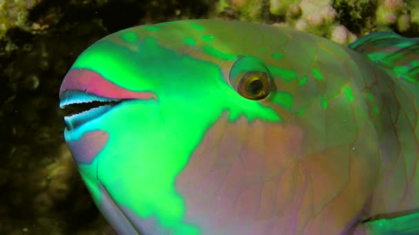 Parrotfish Heavybeak dorme perto de um arbusto de coral à noite. — Vídeo de Stock
