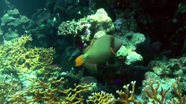 Червона підкладка тригерна риба проти коралового рифу . — стокове відео