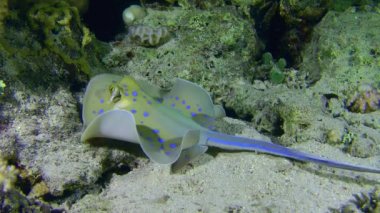 Mavi benekli Stingray kumlu zeminde.