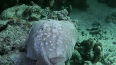 Panter Elektrikli Işın veya Leopar torpidosu kumlu bir zeminde.