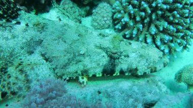 Bir timsah balığı kumlu bir zeminde yatıyor, yakın plan..