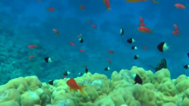 Kızıl Deniz Denizcisi Tang, mercan resifinin yanında..