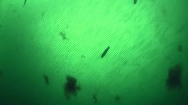 Ticari bir balık ağı içinde balık.