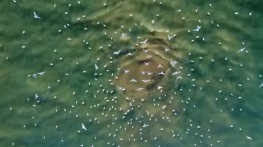Sığ deniz suyunda kanalizasyonun havadan boşaltılmasının fotoğrafı..