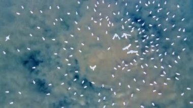 Kanalizasyonun denize boşaltılmasının hava fotoğrafçılığı.